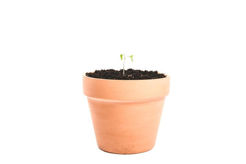 Copy of Clay Plant Pot